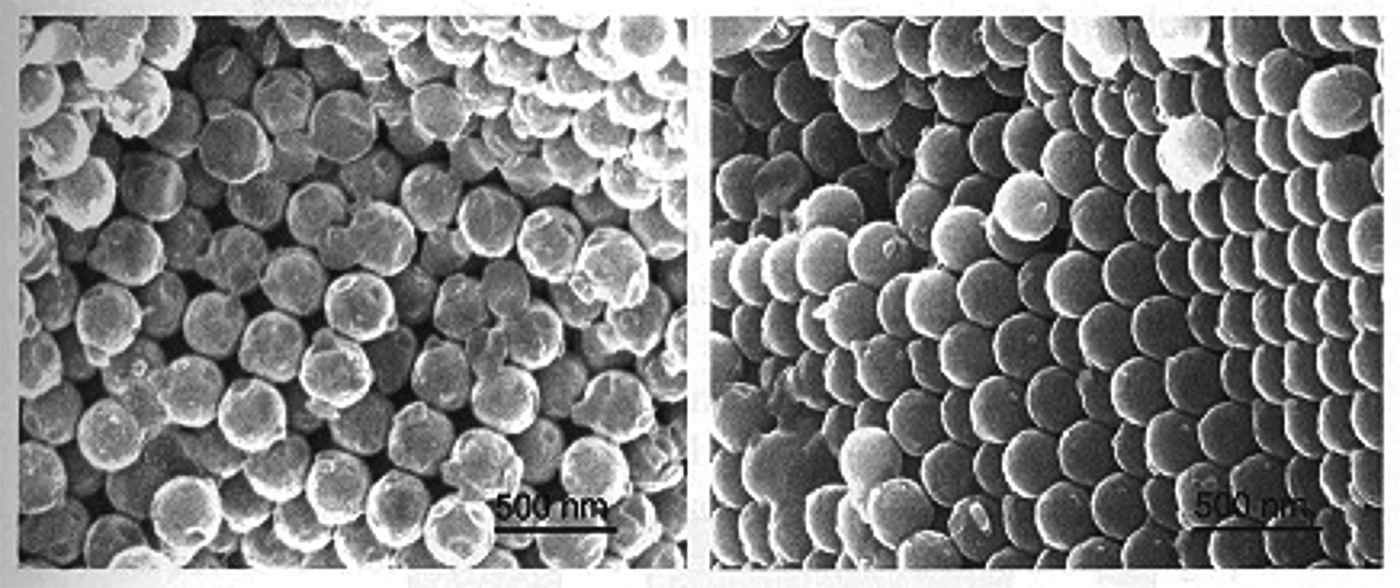 Scanning Electron Microscopy in Oral Research JPDA